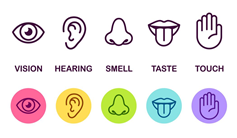 Poster showing the five senses vision hearing smell taste and touch